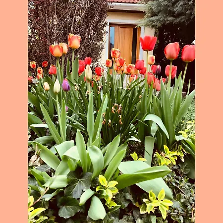 فيلة Relax Vendeghaz *